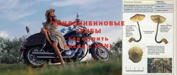 прущие грибы Алзамай